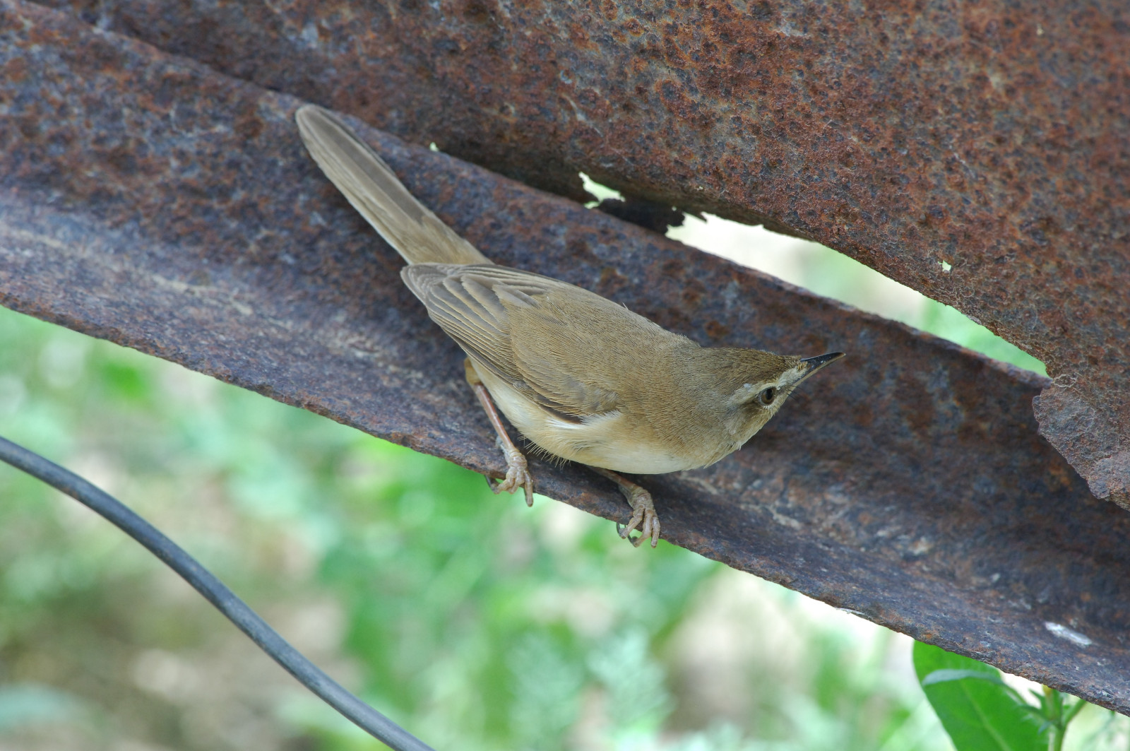 image Paddyfield Warbler